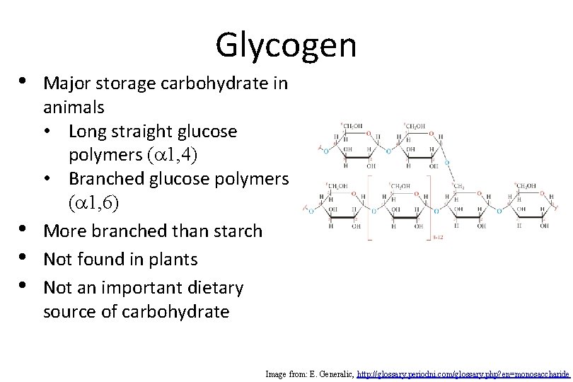  • • Glycogen Major storage carbohydrate in animals • Long straight glucose polymers