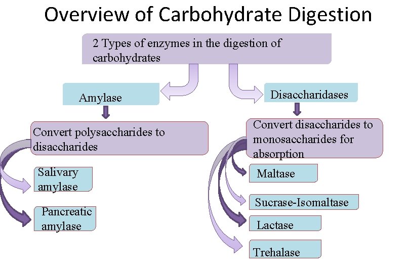 Overview of Carbohydrate Digestion 2 Types of enzymes in the digestion of carbohydrates Amylase
