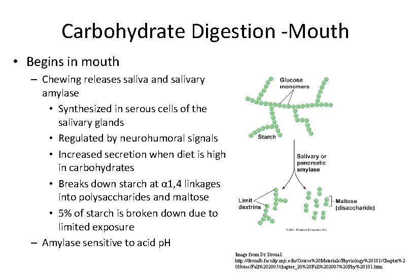 Carbohydrate Digestion -Mouth • Begins in mouth – Chewing releases saliva and salivary amylase