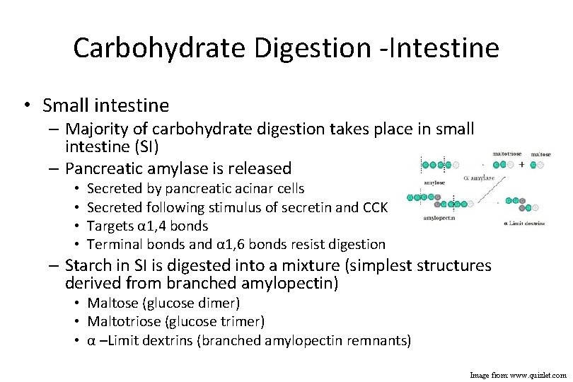 Carbohydrate Digestion -Intestine • Small intestine – Majority of carbohydrate digestion takes place in