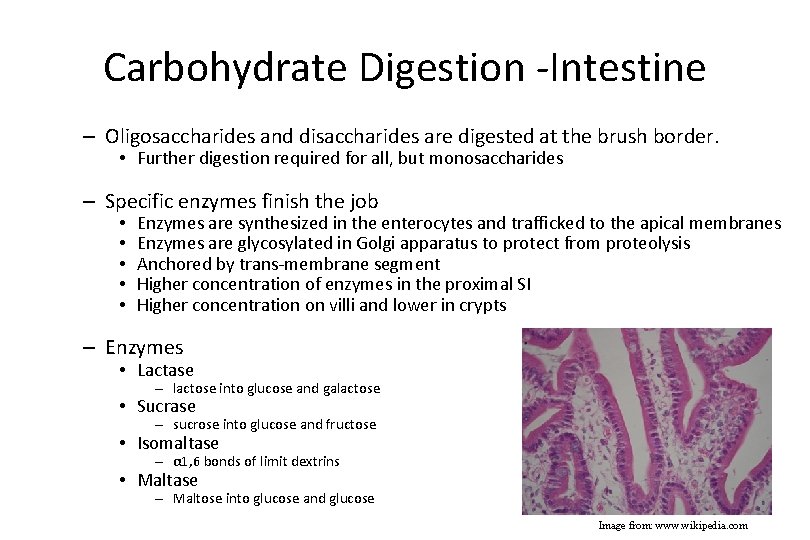 Carbohydrate Digestion -Intestine – Oligosaccharides and disaccharides are digested at the brush border. •