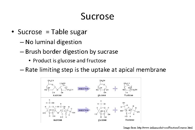 Sucrose • Sucrose = Table sugar – No luminal digestion – Brush border digestion
