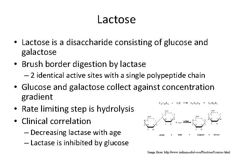 Lactose • Lactose is a disaccharide consisting of glucose and galactose • Brush border