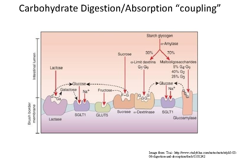 Carbohydrate Digestion/Absorption “coupling” Image from: Tsai - http: //www. studyblue. com/notes/note/n/ph 3 -0506 -digestion-and-absorption/deck/1101242
