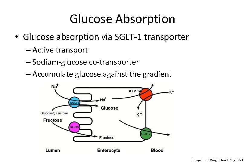 Glucose Absorption • Glucose absorption via SGLT-1 transporter – Active transport – Sodium-glucose co-transporter