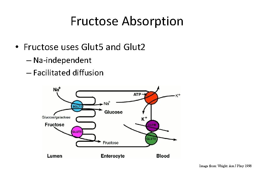 Fructose Absorption • Fructose uses Glut 5 and Glut 2 – Na-independent – Facilitated