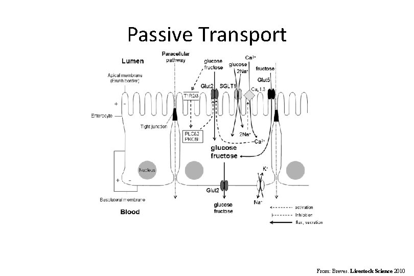 Passive Transport From: Breves. Livestock Science 2010 