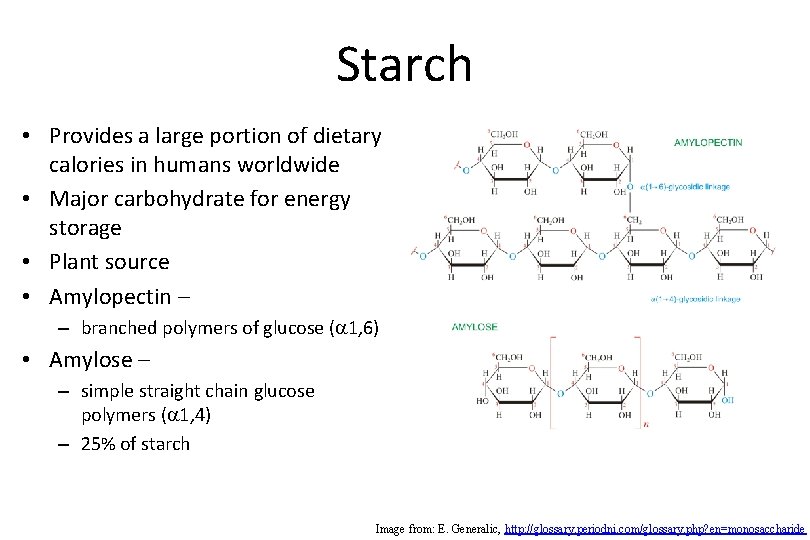 Starch • Provides a large portion of dietary calories in humans worldwide • Major