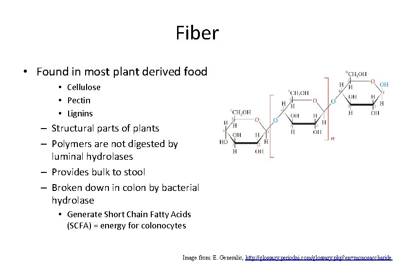 Fiber • Found in most plant derived food • Cellulose • Pectin • Lignins