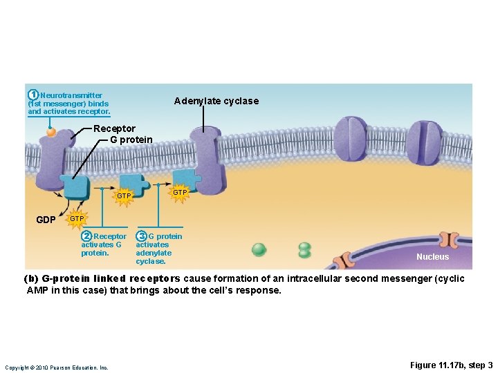 1 Neurotransmitter (1 st messenger) binds and activates receptor. Adenylate cyclase Receptor G protein