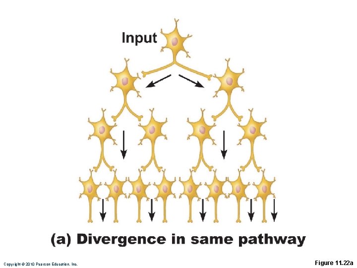 Copyright © 2010 Pearson Education, Inc. Figure 11. 22 a 