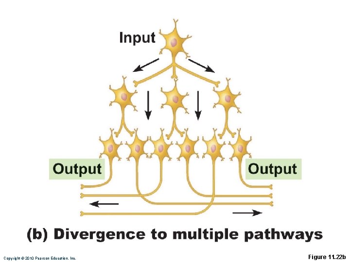 Copyright © 2010 Pearson Education, Inc. Figure 11. 22 b 