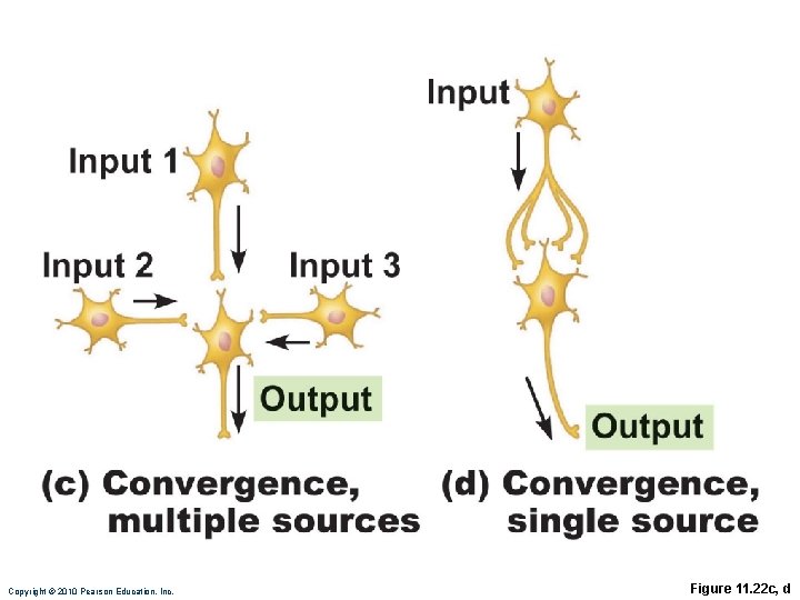 Copyright © 2010 Pearson Education, Inc. Figure 11. 22 c, d 