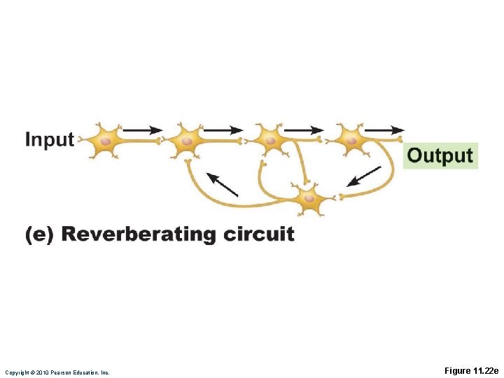 Copyright © 2010 Pearson Education, Inc. Figure 11. 22 e 