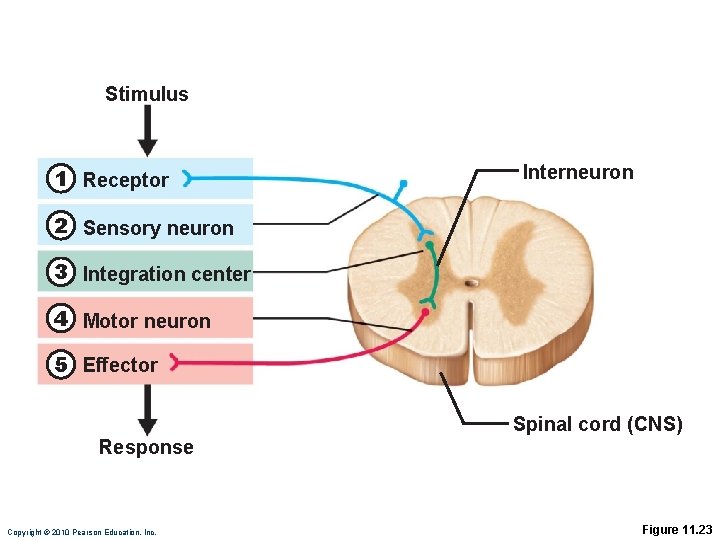 Stimulus 1 Receptor Interneuron 2 Sensory neuron 3 Integration center 4 Motor neuron 5