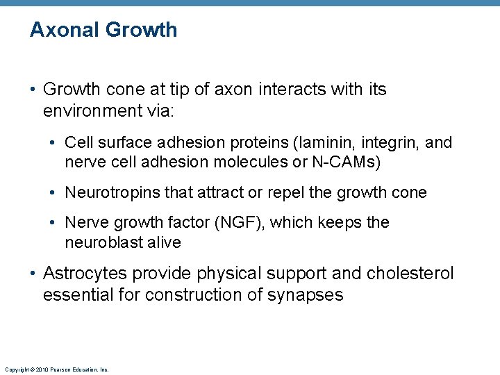 Axonal Growth • Growth cone at tip of axon interacts with its environment via: