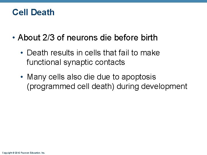 Cell Death • About 2/3 of neurons die before birth • Death results in