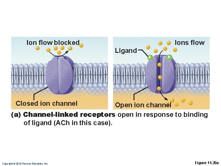 Ion flow blocked Ions flow Ligand Closed ion channel Open ion channel (a) Channel-linked