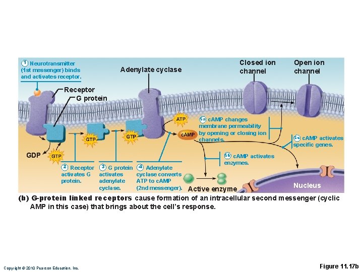 1 Neurotransmitter Closed ion channel Adenylate cyclase (1 st messenger) binds and activates receptor.