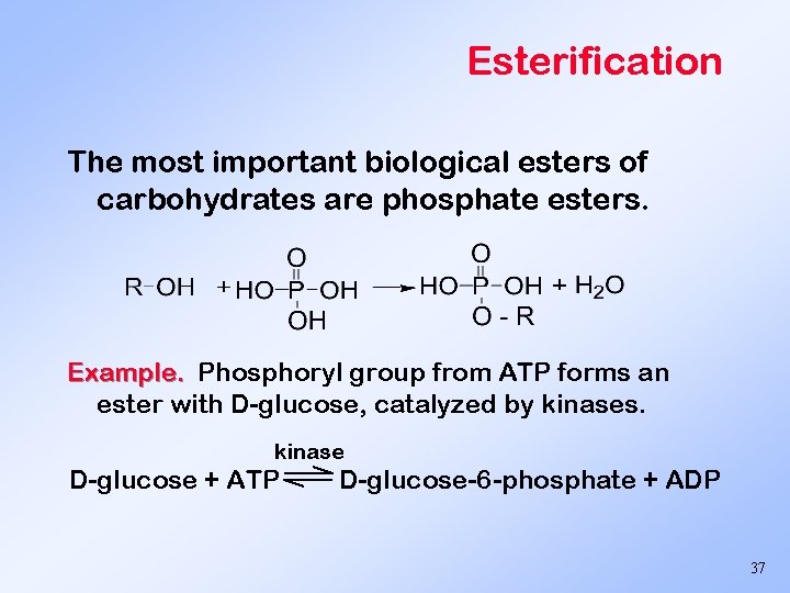 Esterification The most important biological esters of carbohydrates are phosphate esters. Example. Phosphoryl group