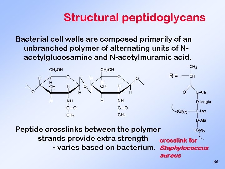 Structural peptidoglycans Bacterial cell walls are composed primarily of an unbranched polymer of alternating