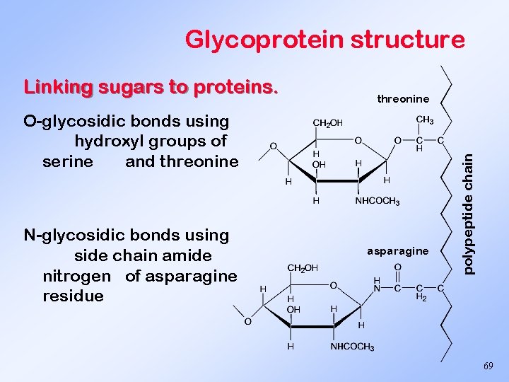 Glycoprotein structure threonine O-glycosidic bonds using hydroxyl groups of serine and threonine N-glycosidic bonds