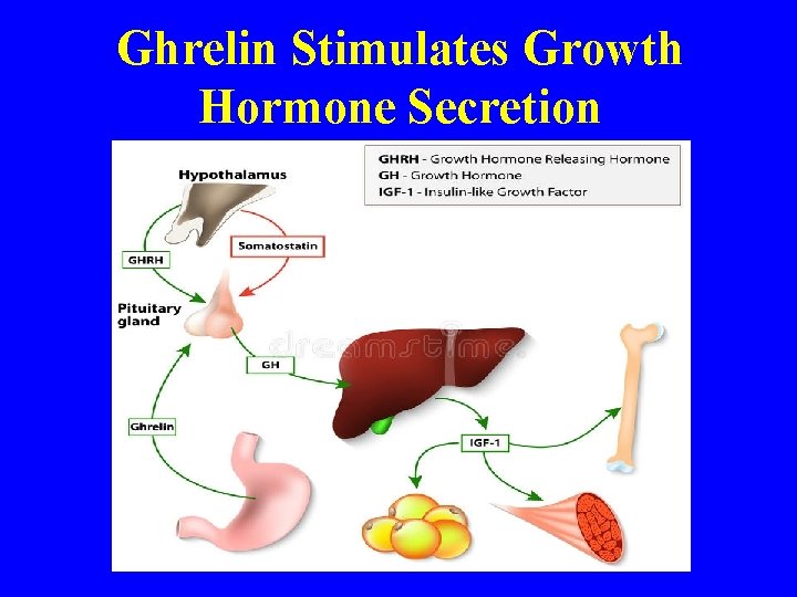 Ghrelin Stimulates Growth Hormone Secretion 