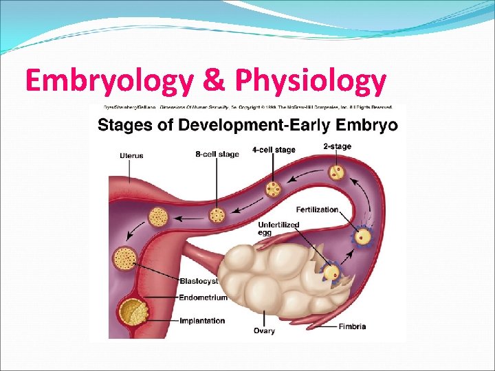 Embryology & Physiology 