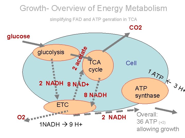 Growth- Overview of Energy Metabolism simplifying FAD and ATP genration in TCA CO 2