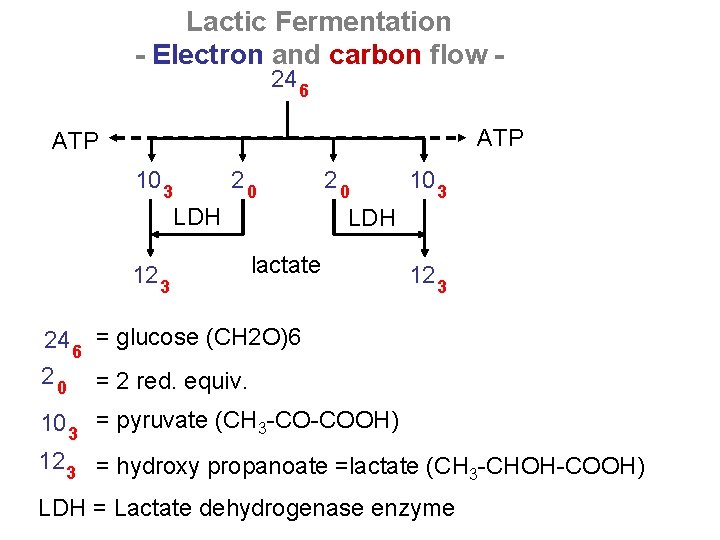Lactic Fermentation - Electron and carbon flow 24 6 ATP 10 3 20 LDH