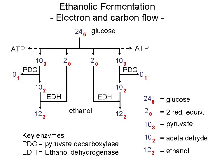 Ethanolic Fermentation - Electron and carbon flow 24 6 glucose ATP 01 10 3