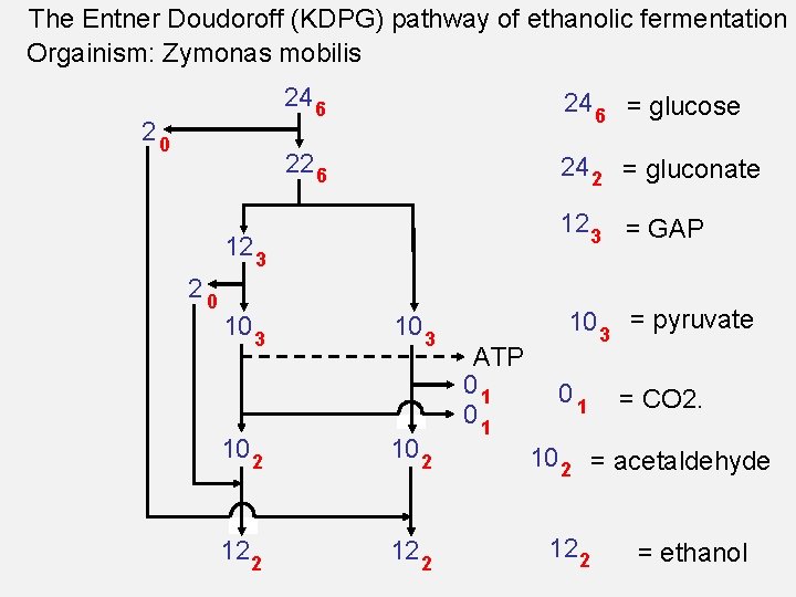 The Entner Doudoroff (KDPG) pathway of ethanolic fermentation Orgainism: Zymonas mobilis 20 24 6