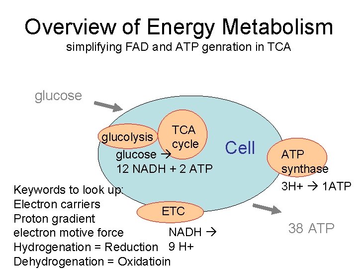Overview of Energy Metabolism simplifying FAD and ATP genration in TCA glucose TCA glucolysis