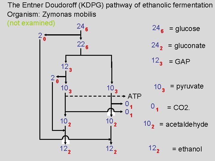 The Entner Doudoroff (KDPG) pathway of ethanolic fermentation Organism: Zymonas mobilis (not examined) 24