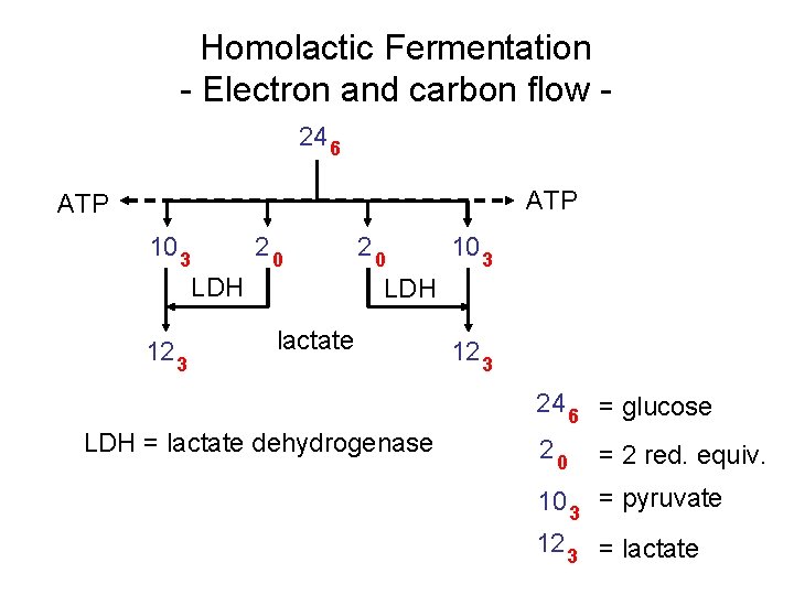 Homolactic Fermentation - Electron and carbon flow 24 6 ATP 10 3 20 LDH