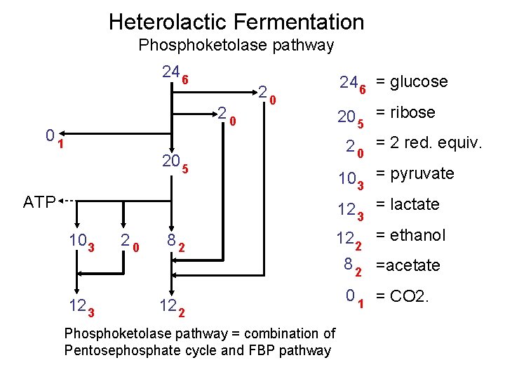 Heterolactic Fermentation Phosphoketolase pathway 24 6 20 01 20 5 ATP 20 24 6