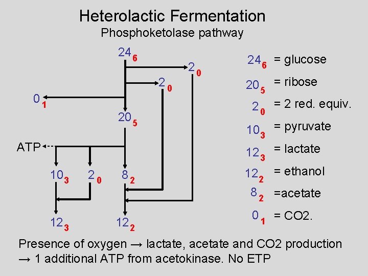 Heterolactic Fermentation Phosphoketolase pathway 24 6 20 01 20 5 ATP 20 24 6