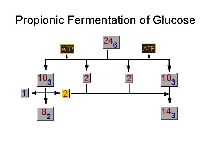 Propionic Fermentation of Glucose 