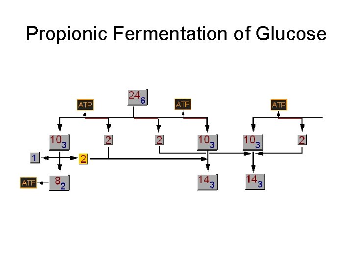 Propionic Fermentation of Glucose 
