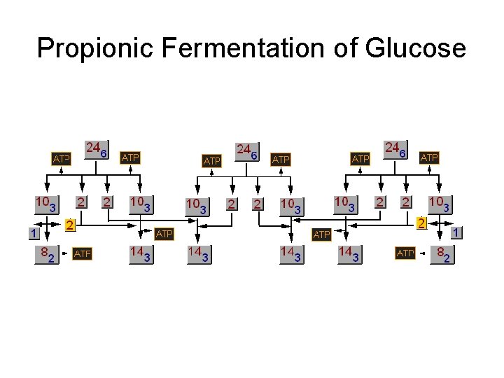 Propionic Fermentation of Glucose 