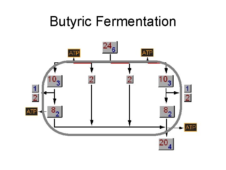 Butyric Fermentation 