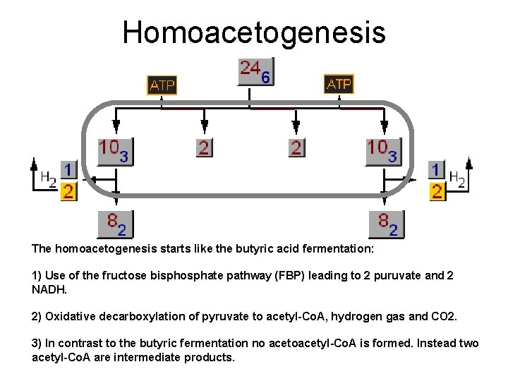 Homoacetogenesis The homoacetogenesis starts like the butyric acid fermentation: 1) Use of the fructose