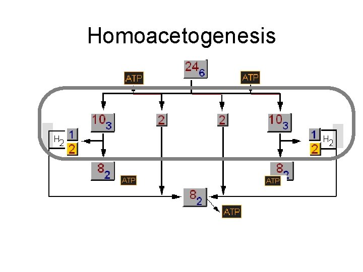 Homoacetogenesis 