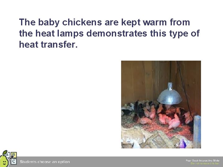 The baby chickens are kept warm from the heat lamps demonstrates this type of