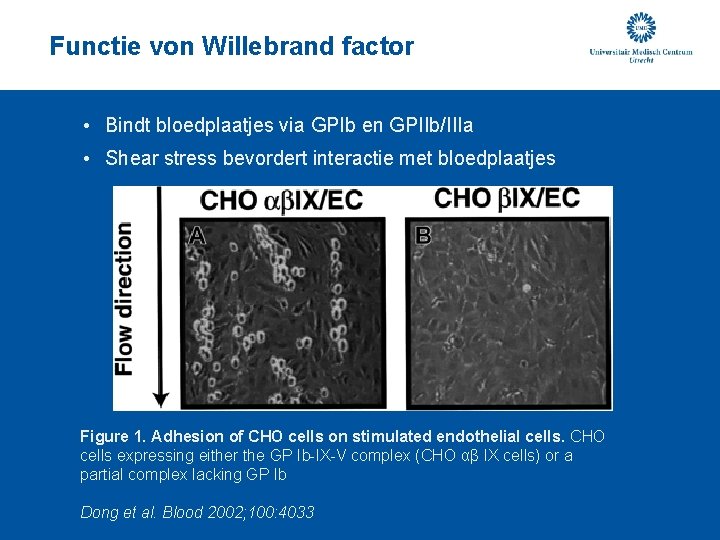 Functie von Willebrand factor • Bindt bloedplaatjes via GPIb en GPIIb/IIIa • Shear stress