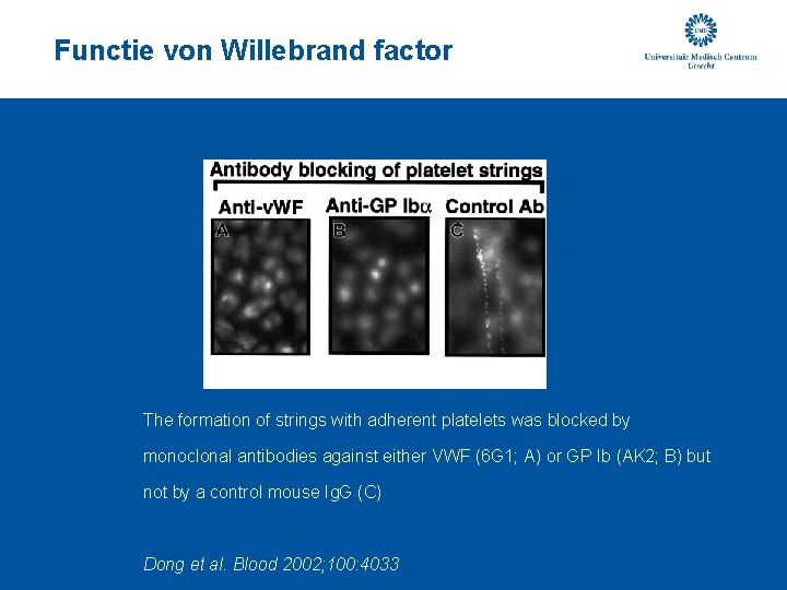 Functie von Willebrand factor The formation of strings with adherent platelets was blocked by