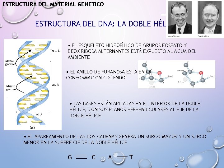 ESTRUCTURA DEL MATERIAL GENETICO ESTRUCTURA DEL DNA: LA DOBLE HÉLICE • EL ESQUELETO HIDROFÌLICO