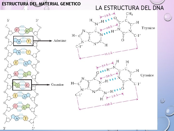 ESTRUCTURA DEL MATERIAL GENETICO LA ESTRUCTURA DEL DNA 