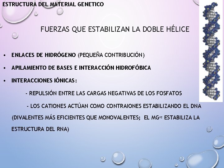 ESTRUCTURA DEL MATERIAL GENETICO FUERZAS QUE ESTABILIZAN LA DOBLE HÉLICE • ENLACES DE HIDRÓGENO