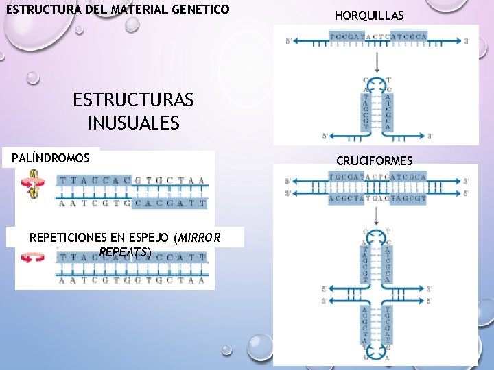 ESTRUCTURA DEL MATERIAL GENETICO HORQUILLAS ESTRUCTURAS INUSUALES PALÍNDROMOS REPETICIONES EN ESPEJO (MIRROR REPEATS) CRUCIFORMES